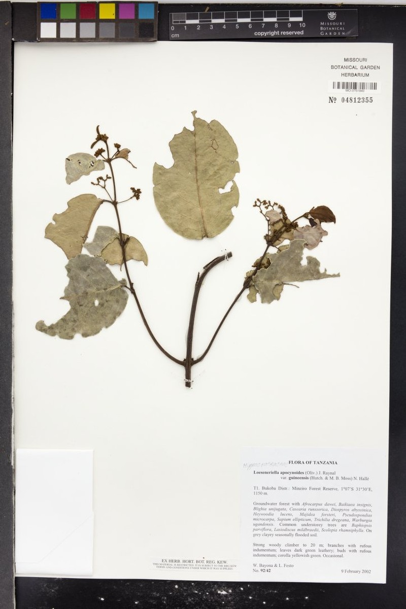 Loeseneriella apocynoides var. apocynoides photo 4