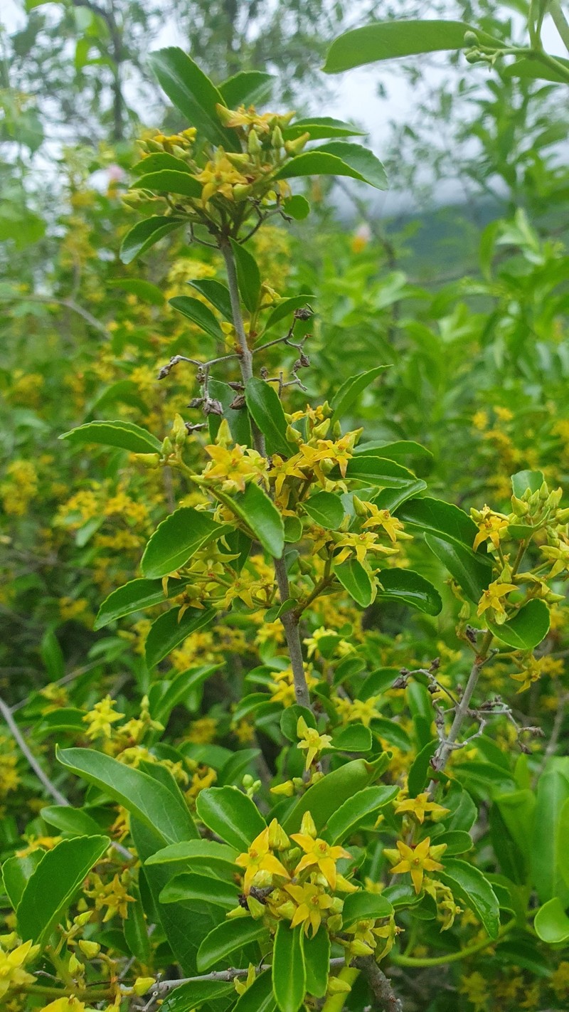 Loeseneriella crenata var. crenata photo 2