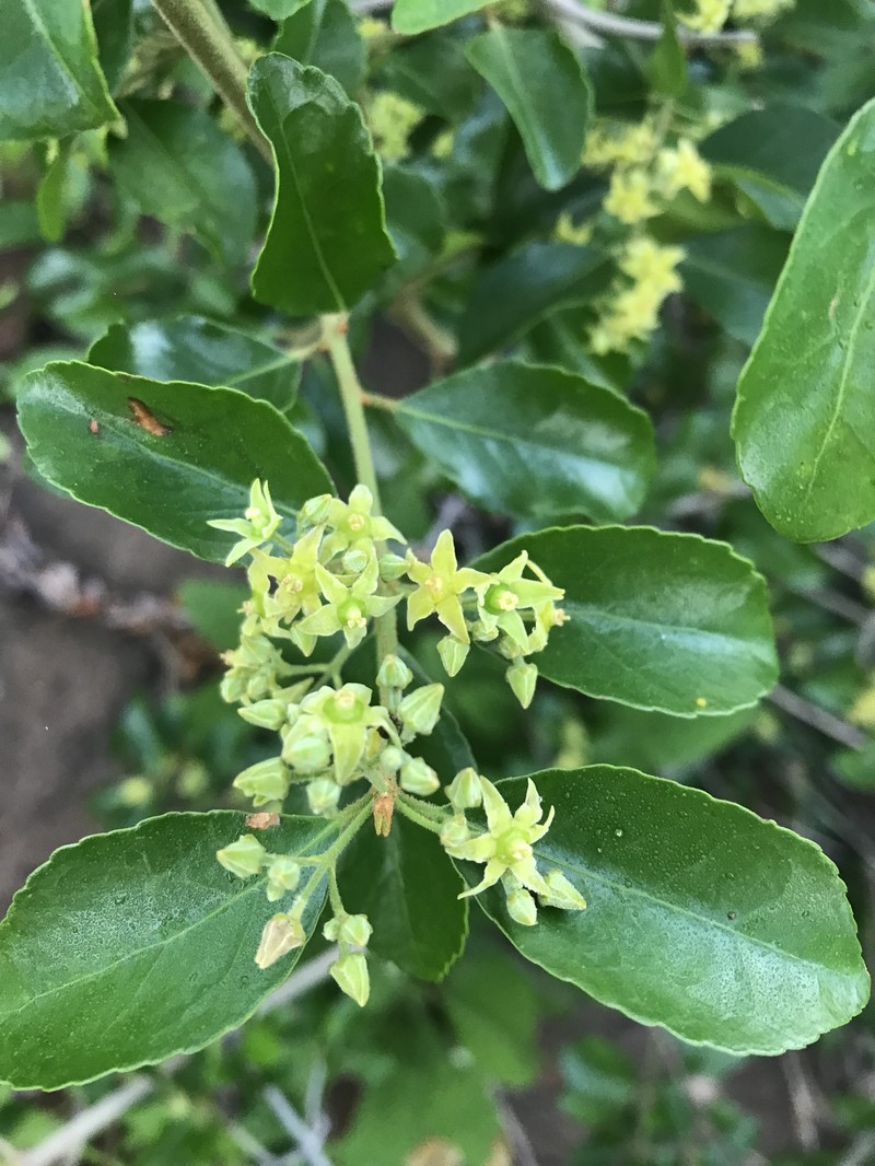 Loeseneriella crenata var. crenata photo 3