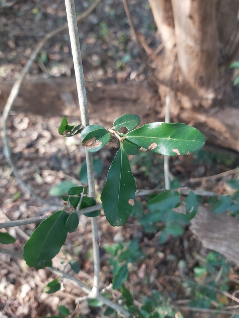 Loeseneriella crenata var. crenata photo 4