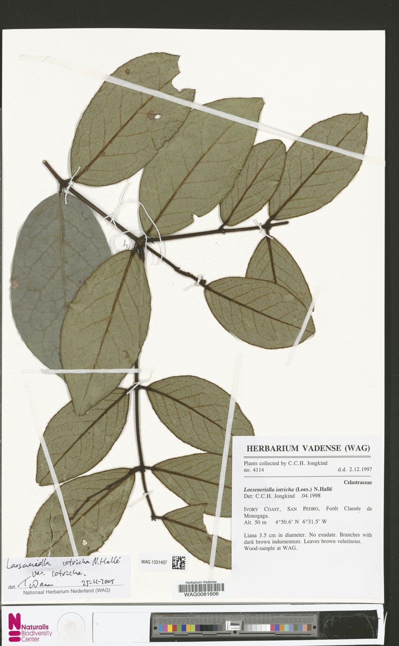 Loeseneriella iotricha var. iotricha