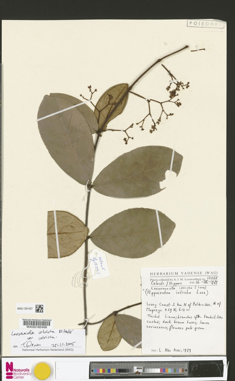 Loeseneriella iotricha var. iotricha photo 2