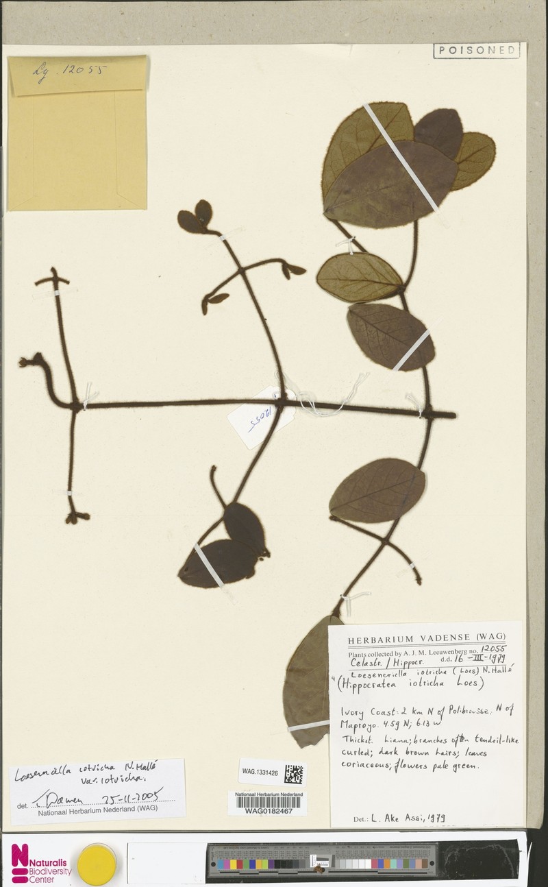 Loeseneriella iotricha var. iotricha photo 4