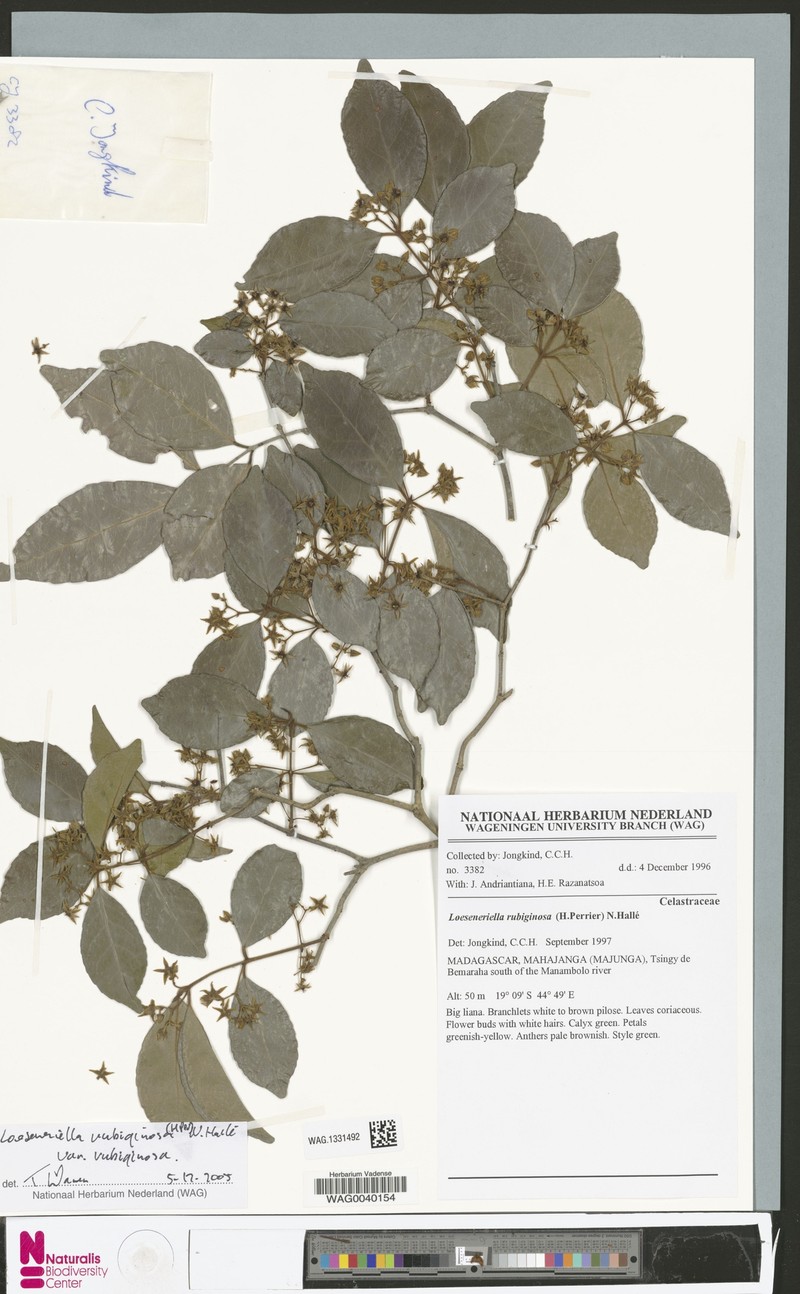 Loeseneriella rubiginosa var. rubiginosa