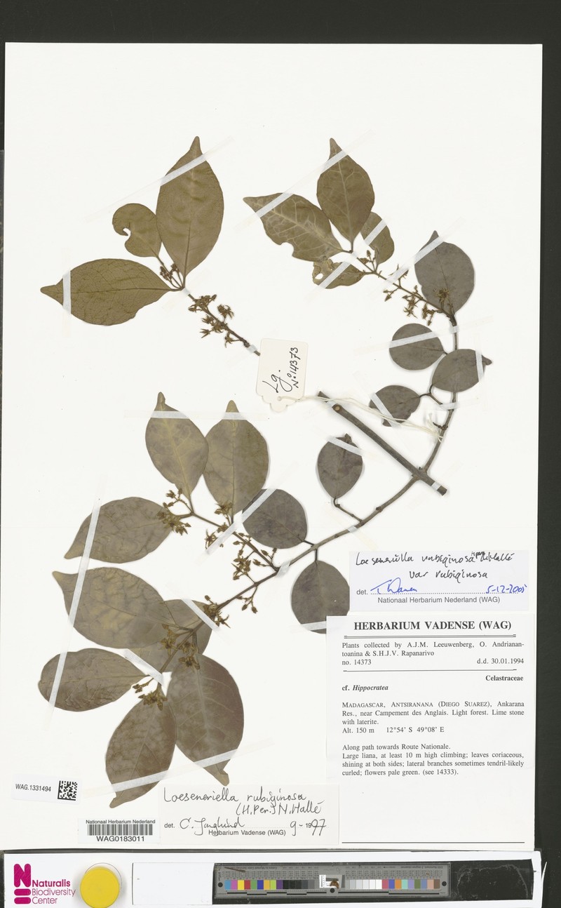 Loeseneriella rubiginosa var. rubiginosa photo 2