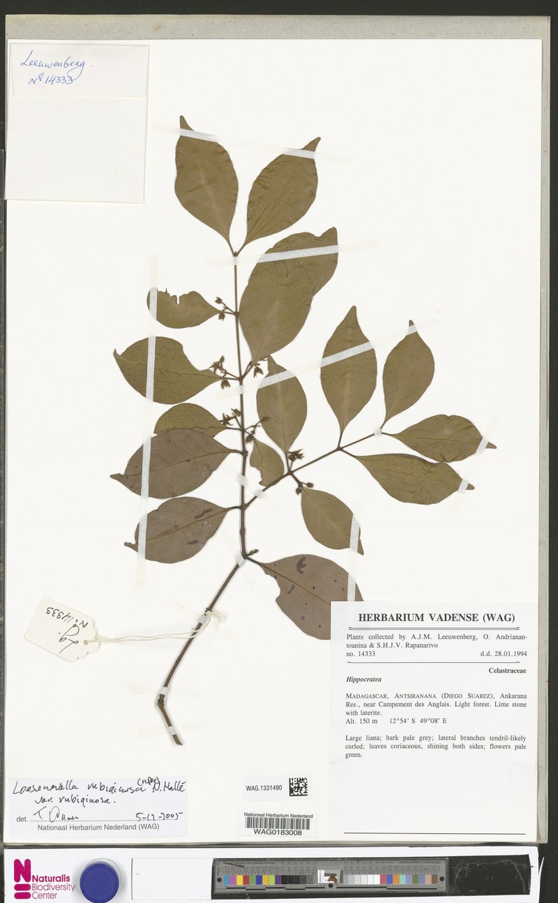 Loeseneriella rubiginosa var. rubiginosa photo 3