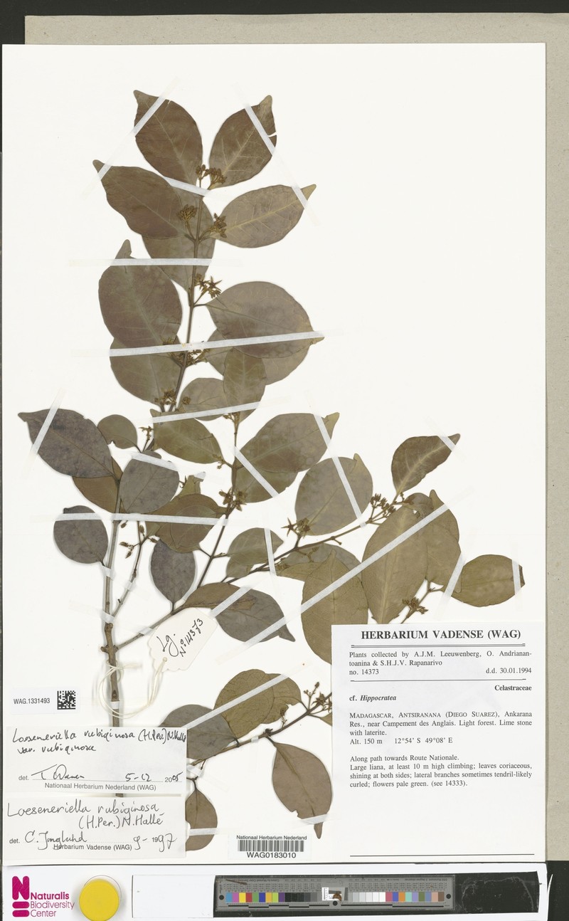 Loeseneriella rubiginosa var. rubiginosa photo 4