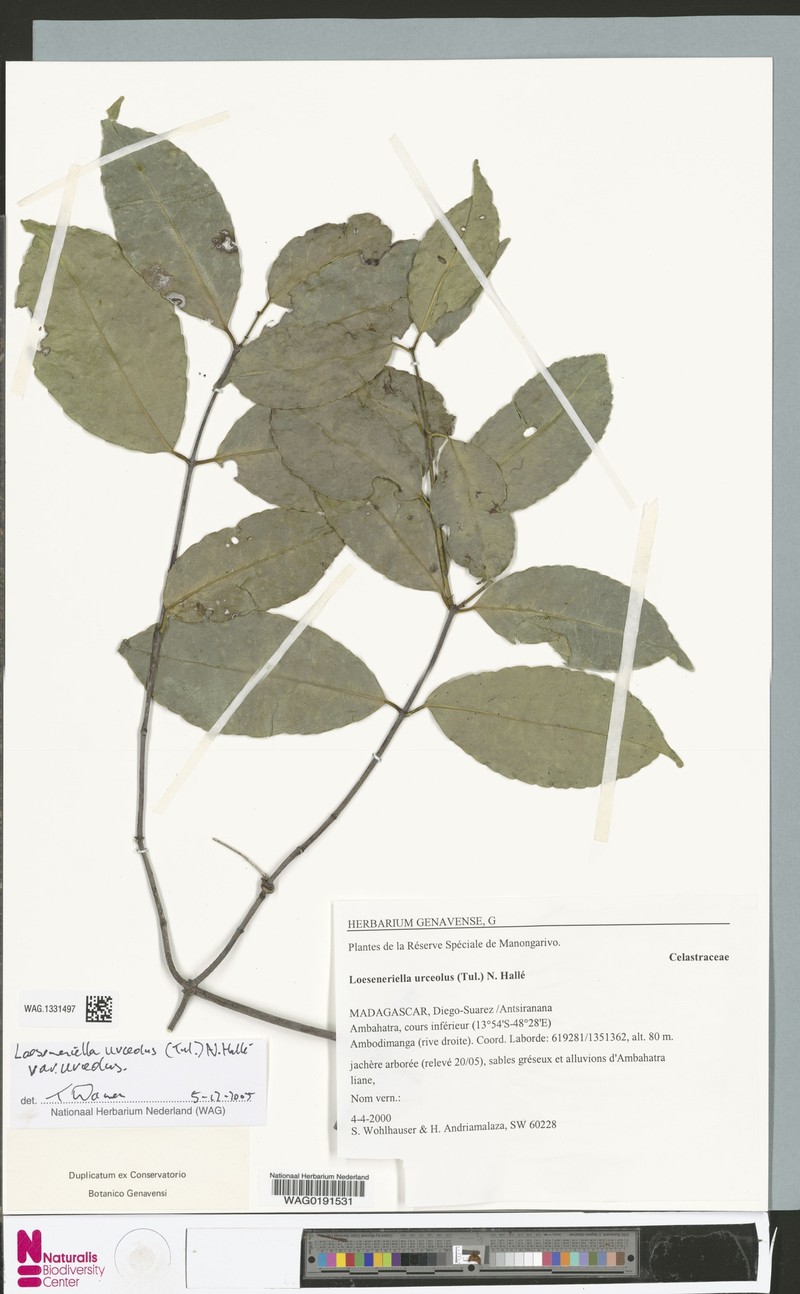 Loeseneriella urceolus var. urceolus