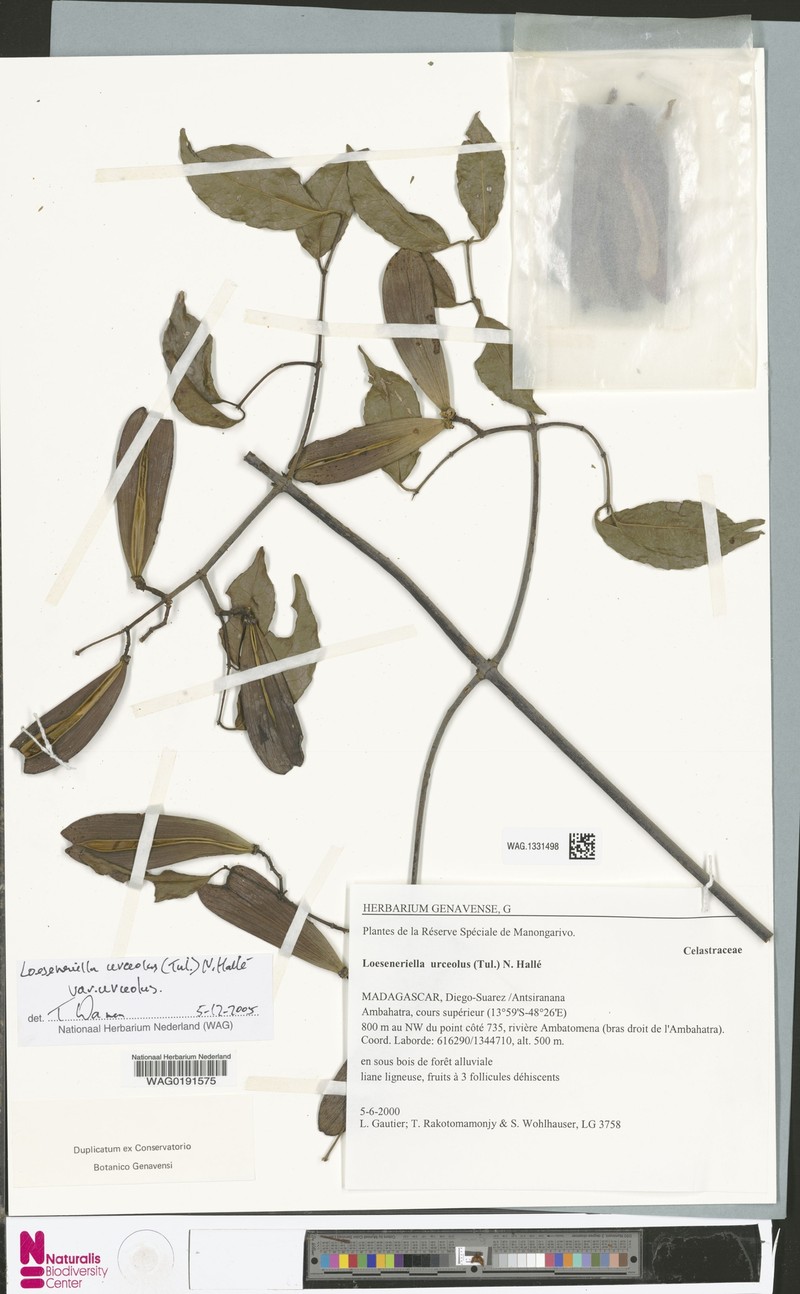 Loeseneriella urceolus var. urceolus photo 2