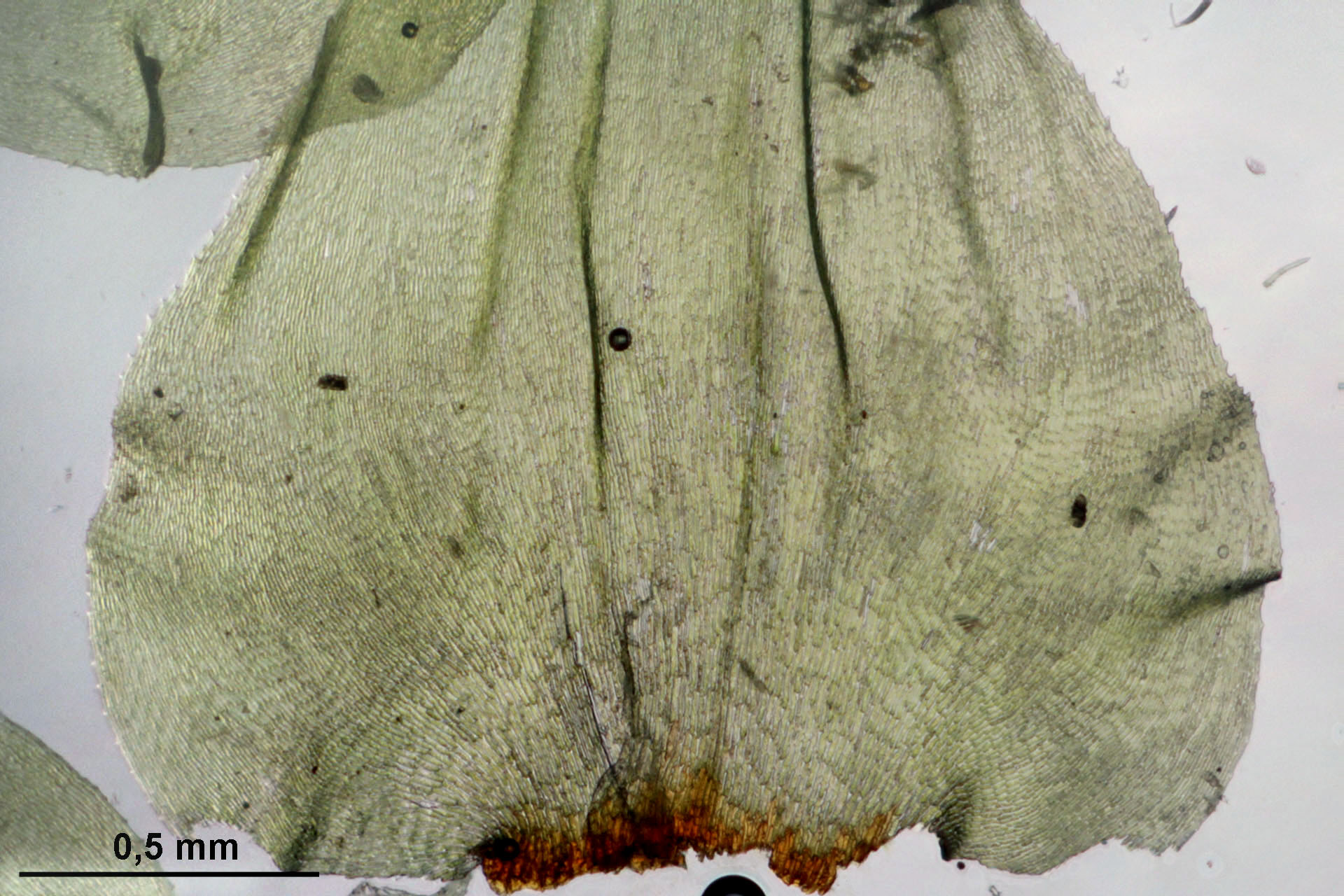 Loeskeobryum Moss photo 2
