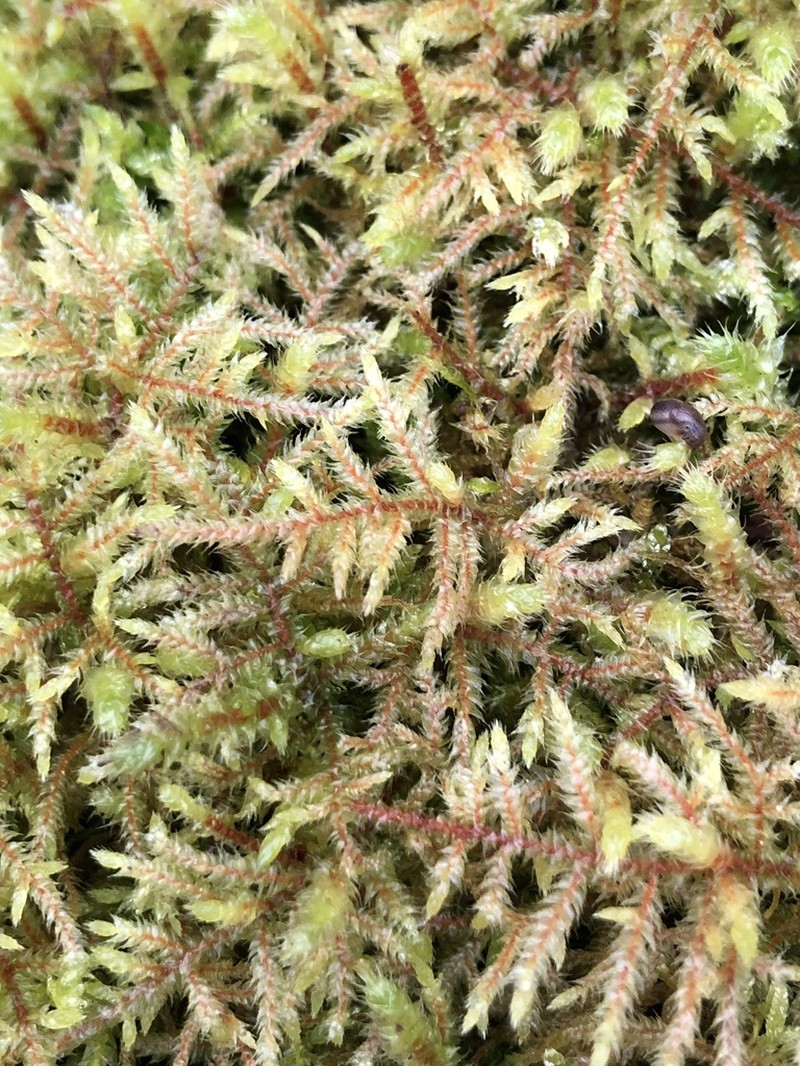 Loeskeobryum Moss