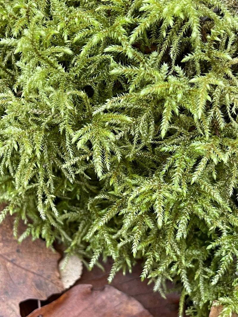 Loeskeobryum Moss photo 2