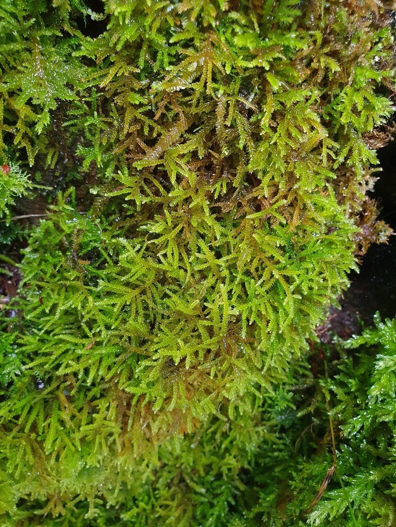 Loeskeobryum Moss photo 3
