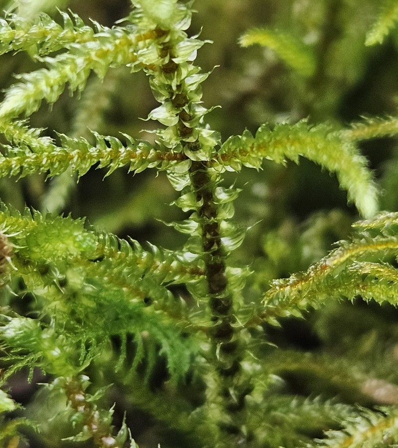 Loeskeobryum Moss photo 4