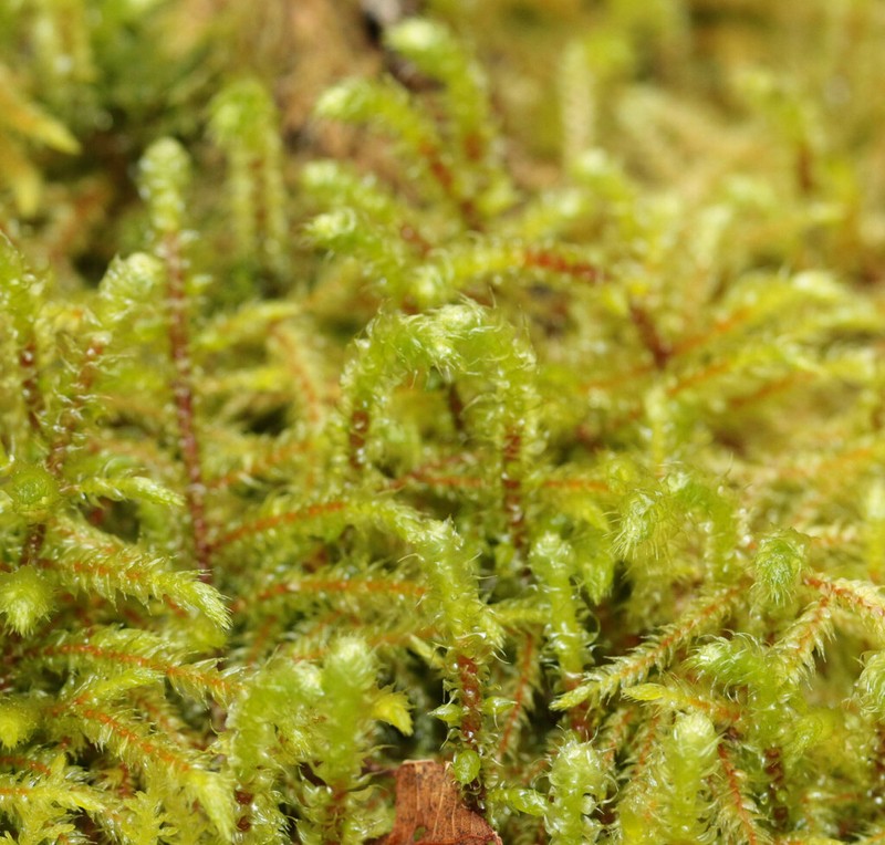 Loeskeobryum Moss photo 5