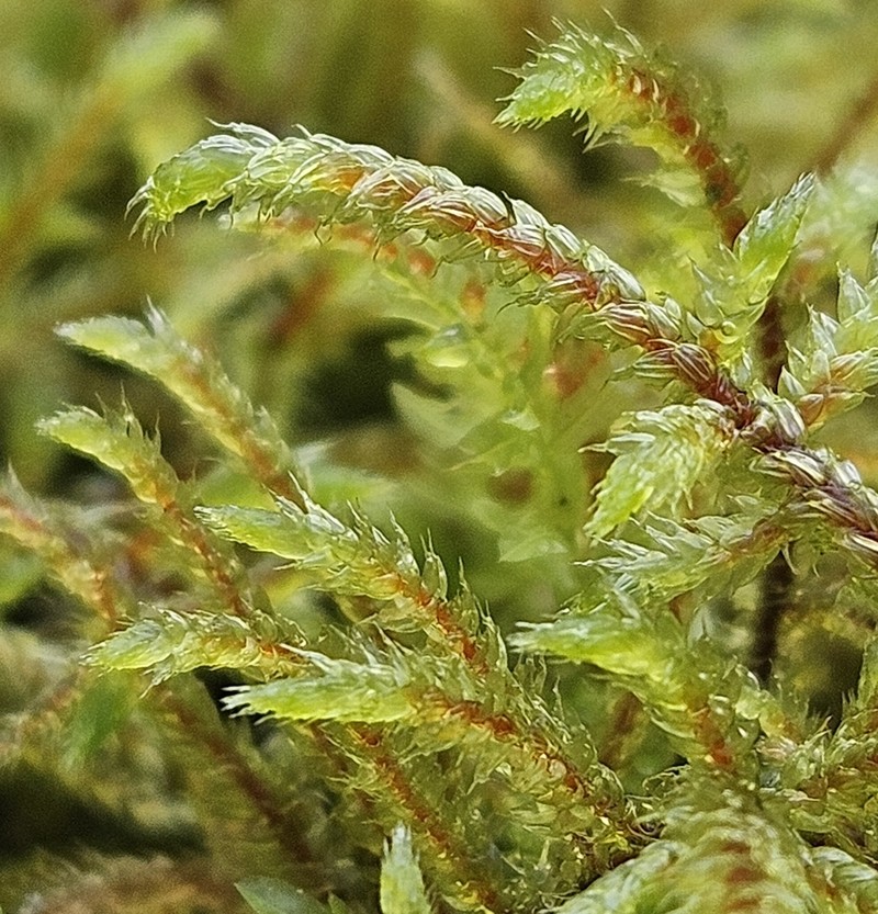 Loeskeobryum Moss photo 6