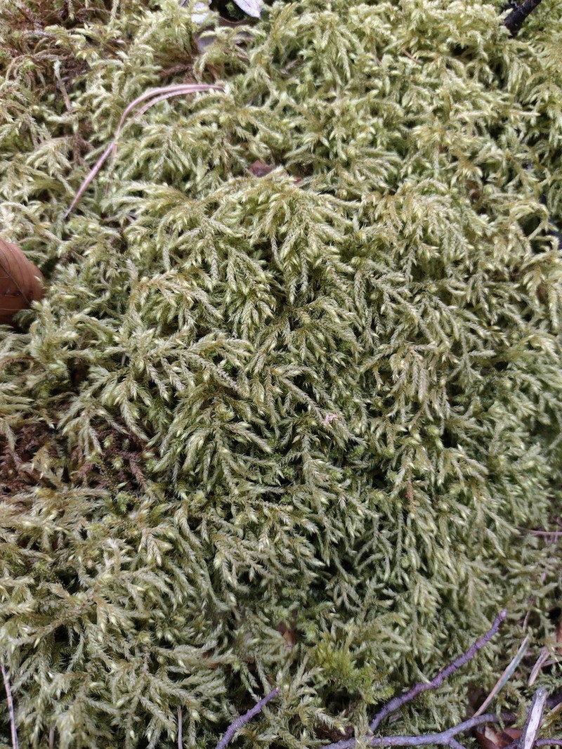 Loeskeobryum Moss photo 7