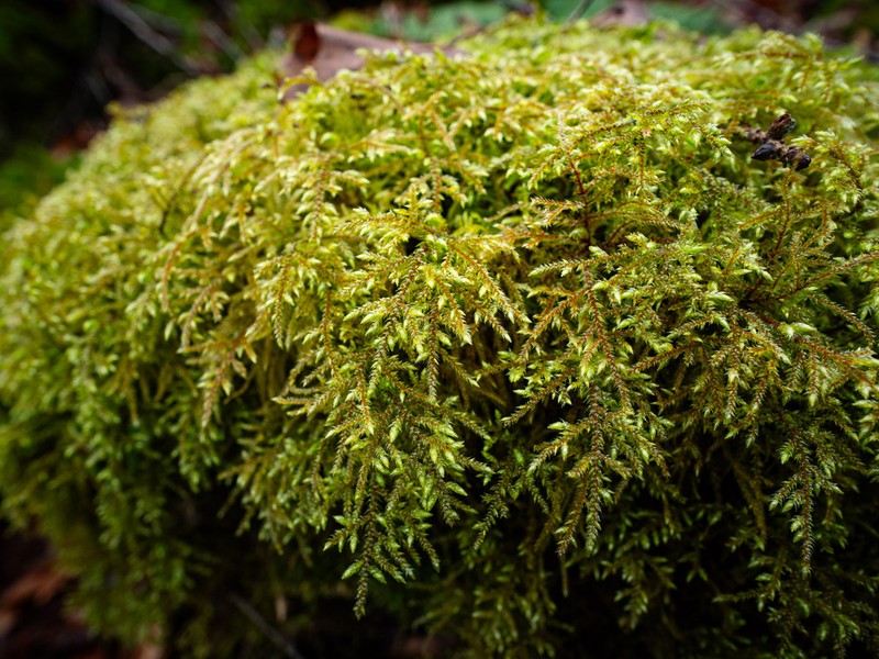 Loeskeobryum Moss photo 8