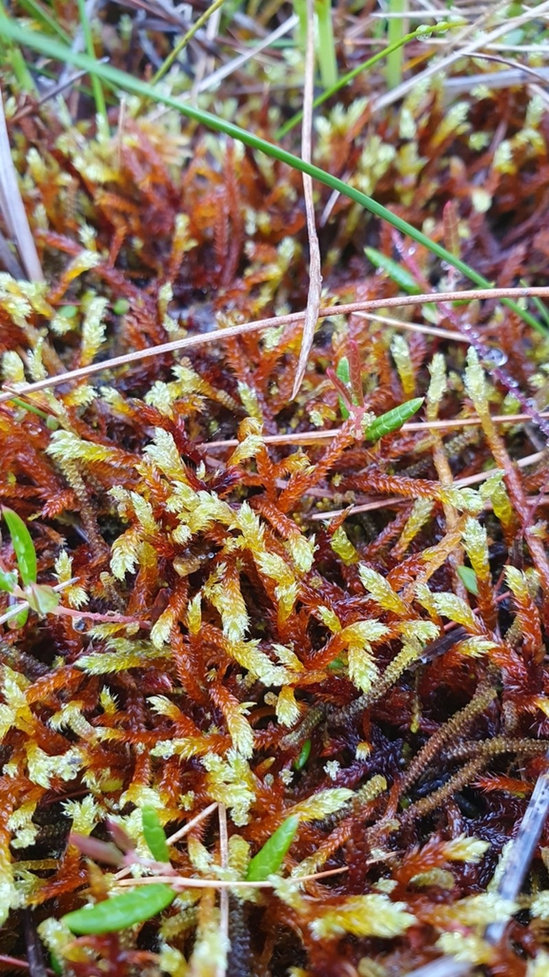 Loeskypnum Moss