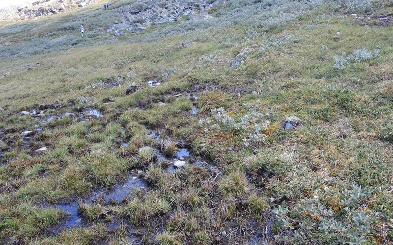 Loeskypnum Moss photo 2