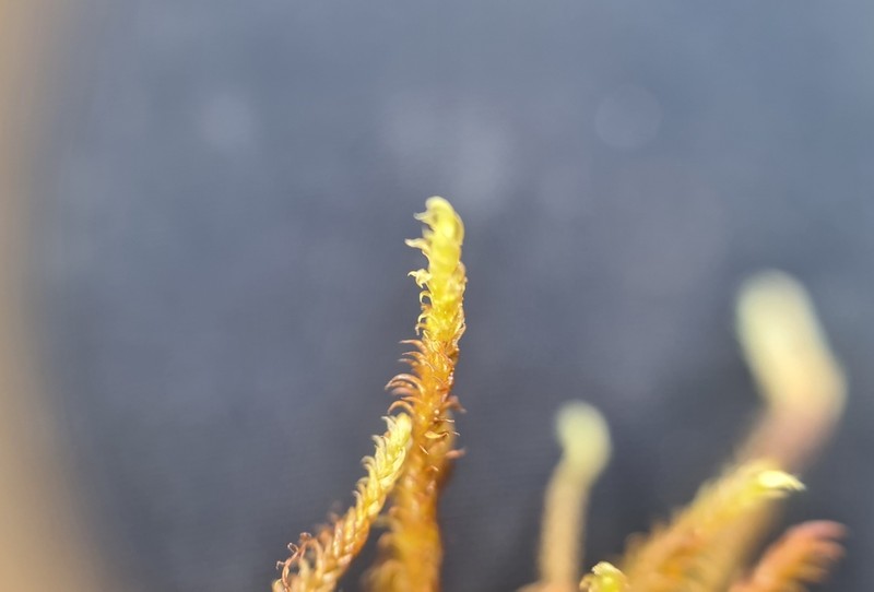Loeskypnum Moss photo 3