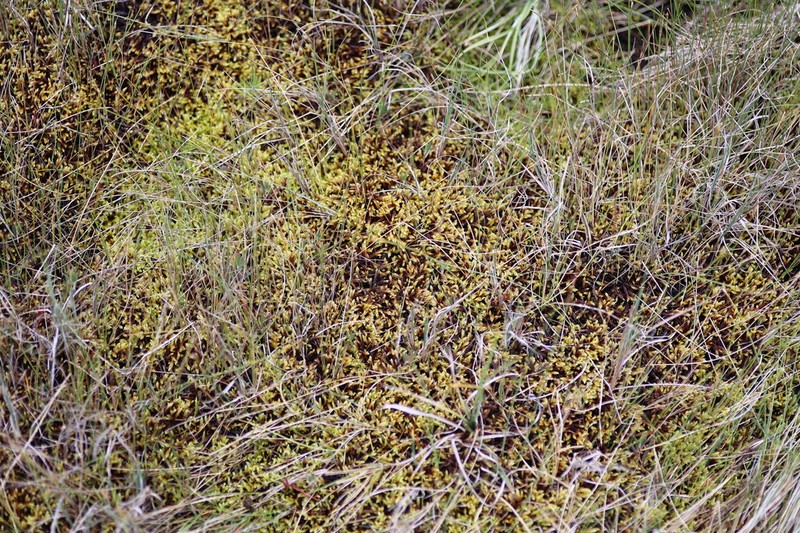 Loeskypnum Moss photo 4