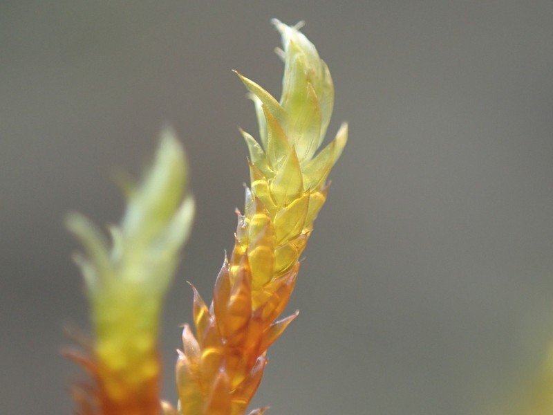 Loeskypnum Moss photo 5