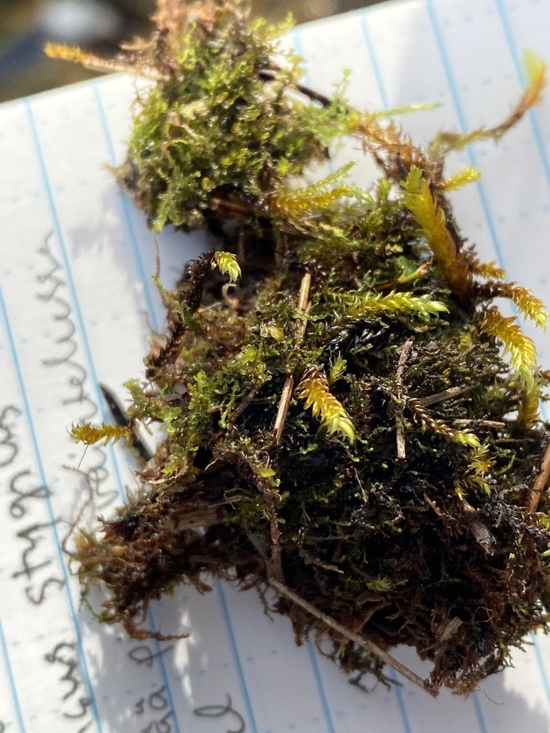 Loeskypnum Moss photo 6
