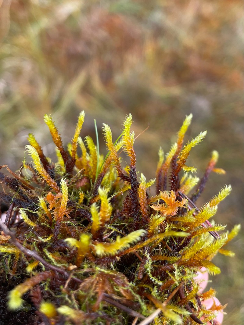 Loeskypnum Moss photo 7