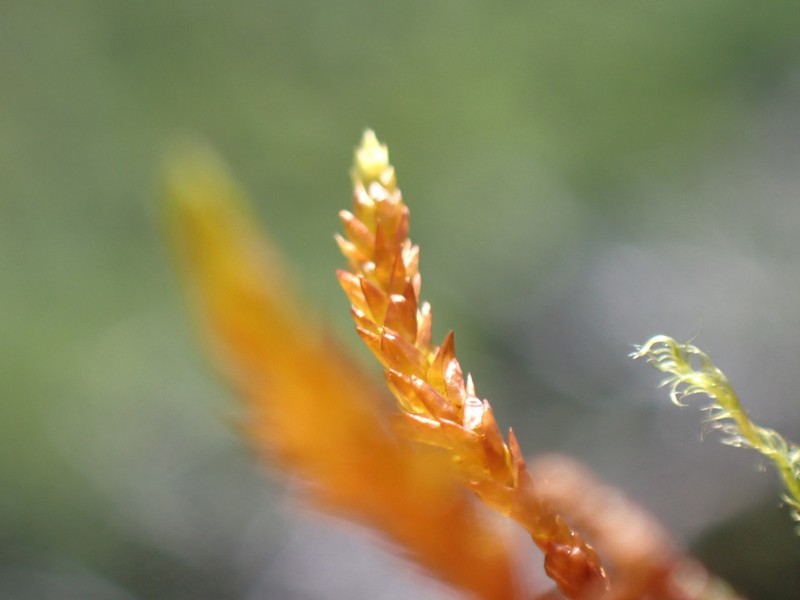 Wickes' Loeskypnum Moss