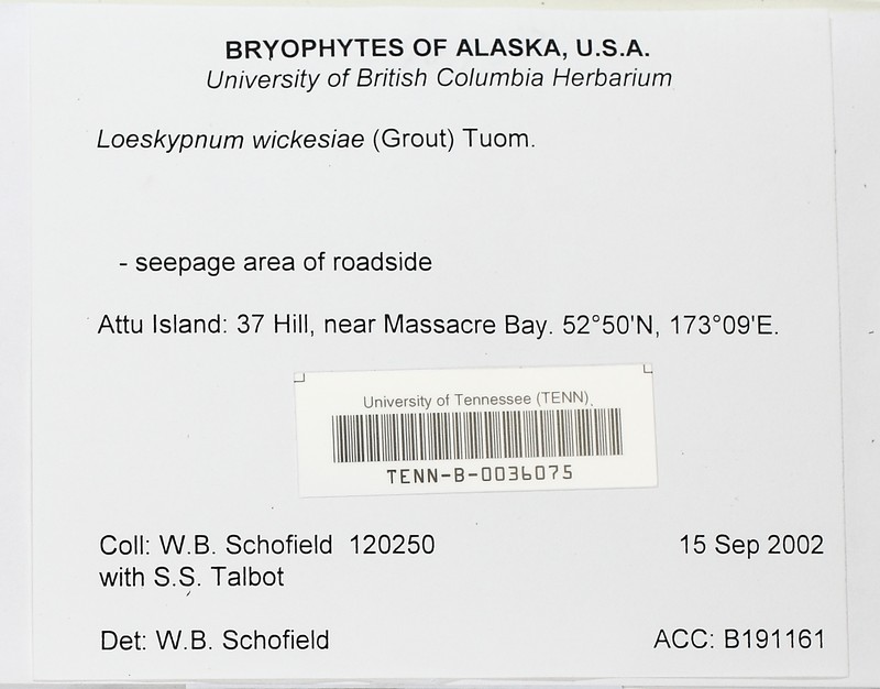 Wickes' Loeskypnum Moss photo 3