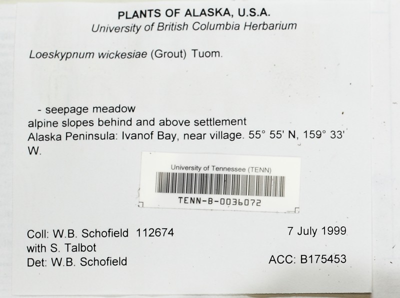 Wickes' Loeskypnum Moss photo 4