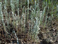 Field Cottonrose