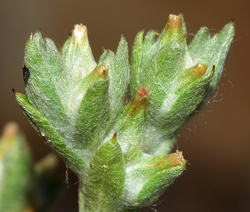 Logfia clementei