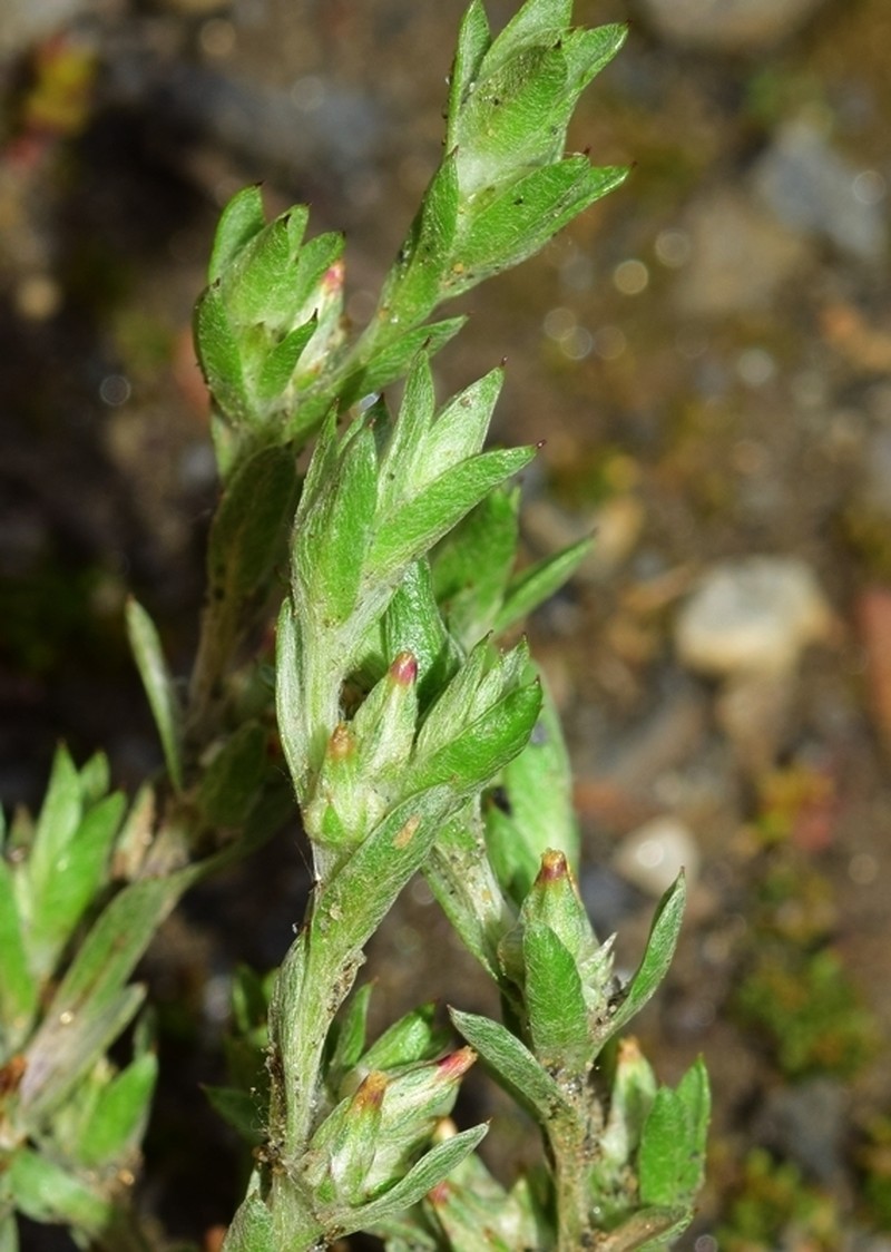 Logfia clementei photo 2