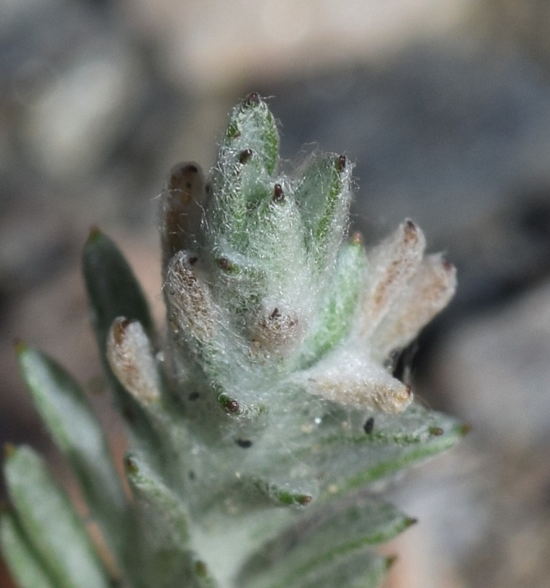 Logfia clementei photo 5