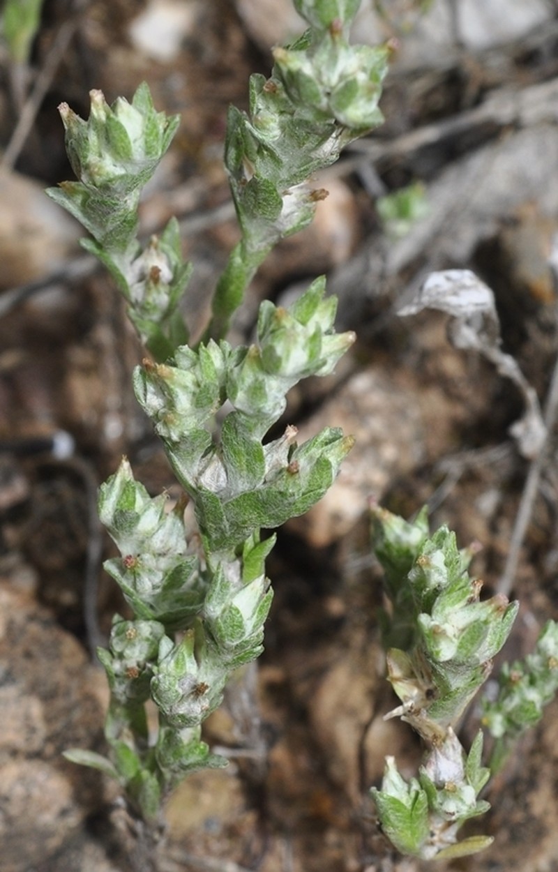 Logfia clementei photo 6