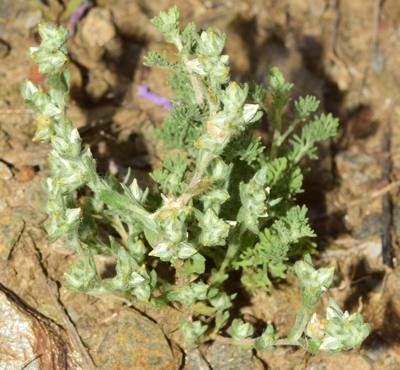Logfia clementei photo 8