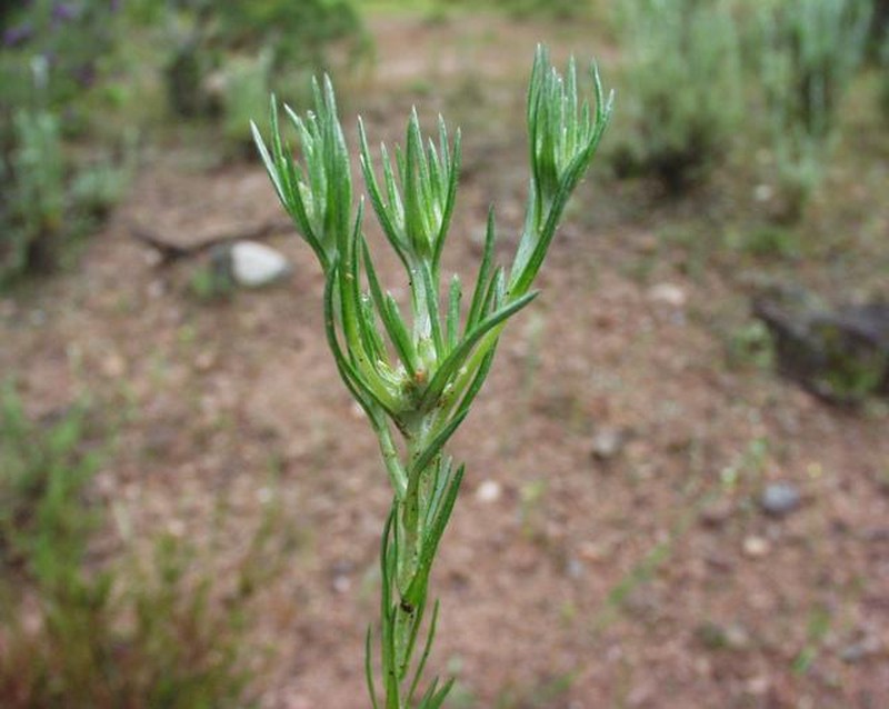 Narrowleaf Cottonrose photo 2