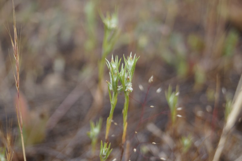 Narrowleaf Cottonrose