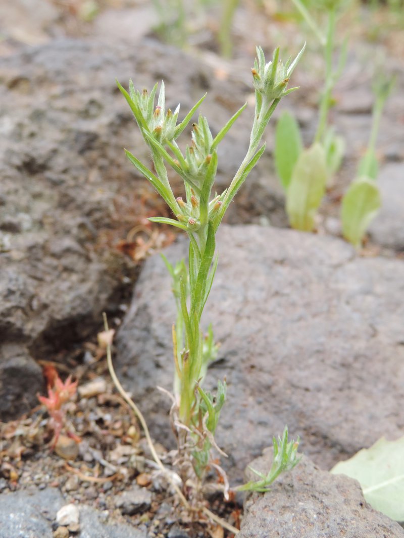 Narrowleaf Cottonrose photo 3