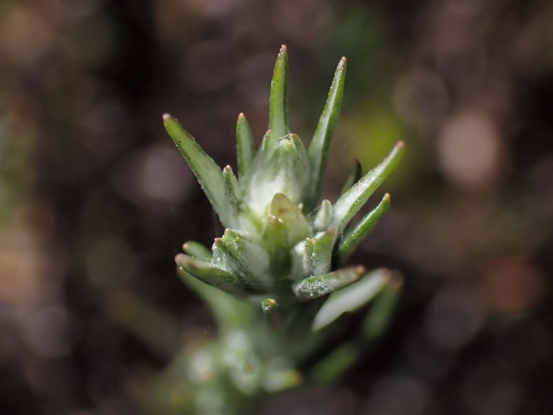 Narrowleaf Cottonrose photo 4