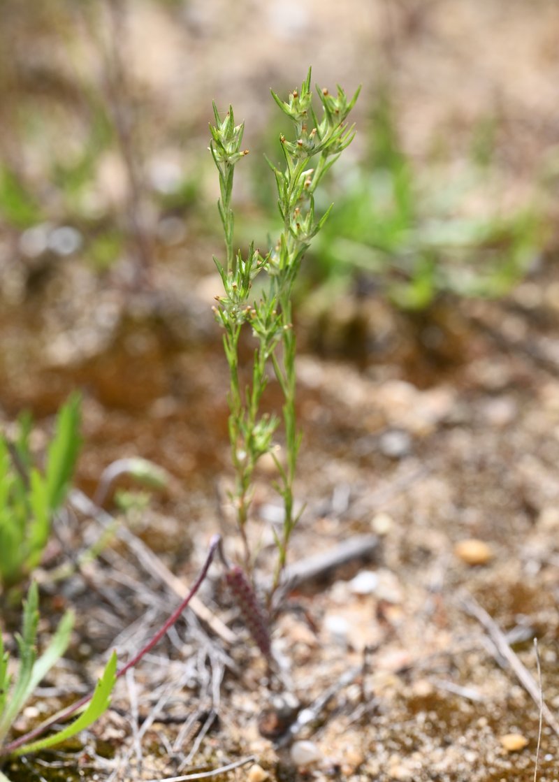Narrowleaf Cottonrose photo 5