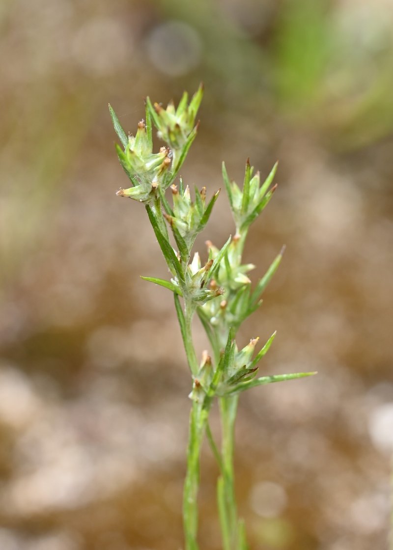 Narrowleaf Cottonrose photo 6