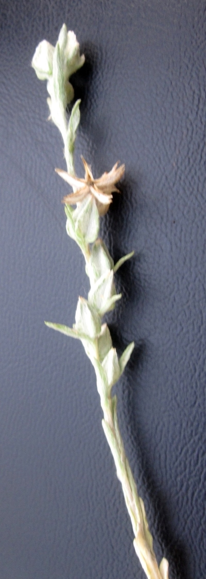 Logfia heterantha