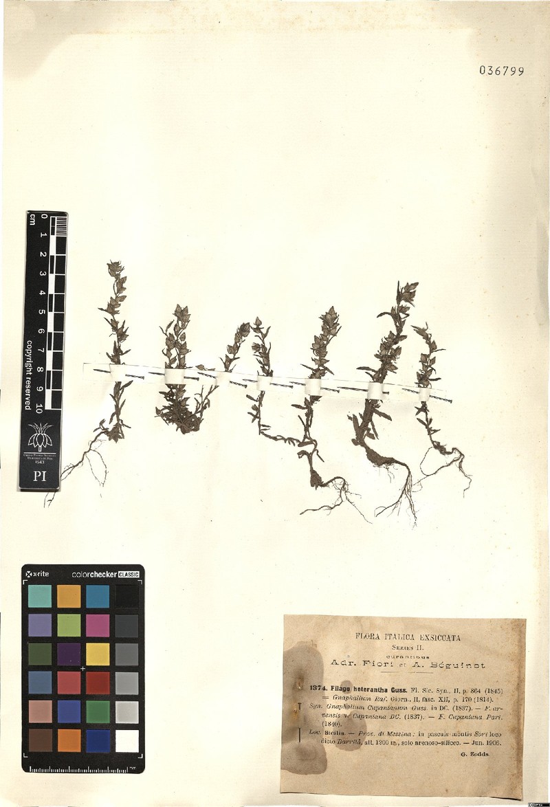 Logfia heterantha photo 2