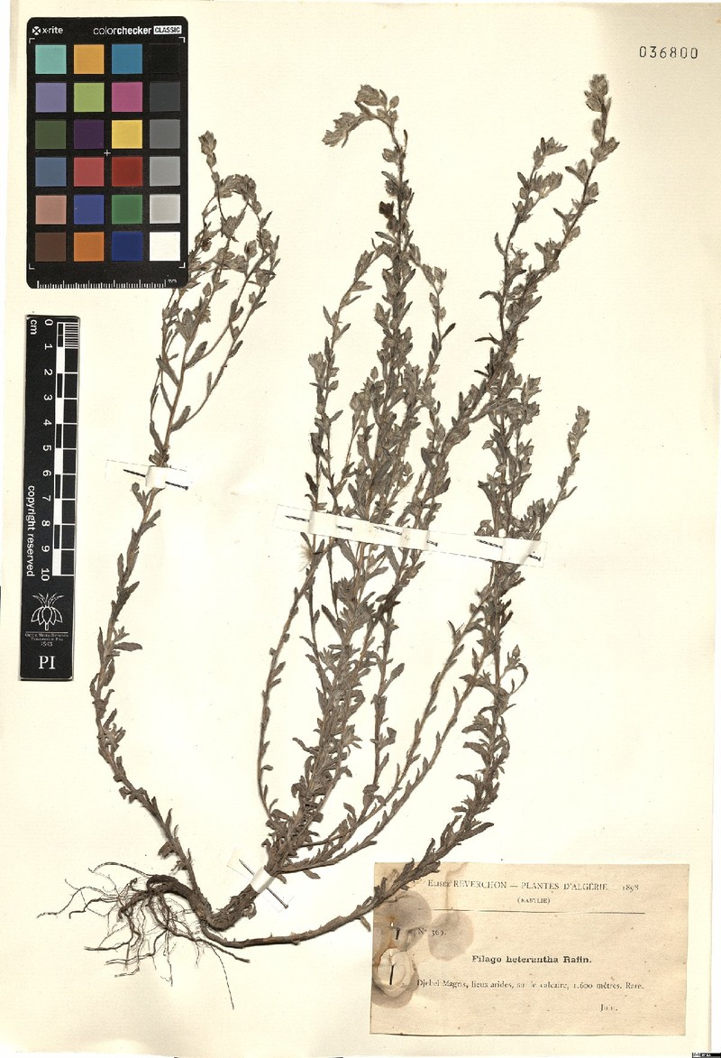 Logfia heterantha photo 3