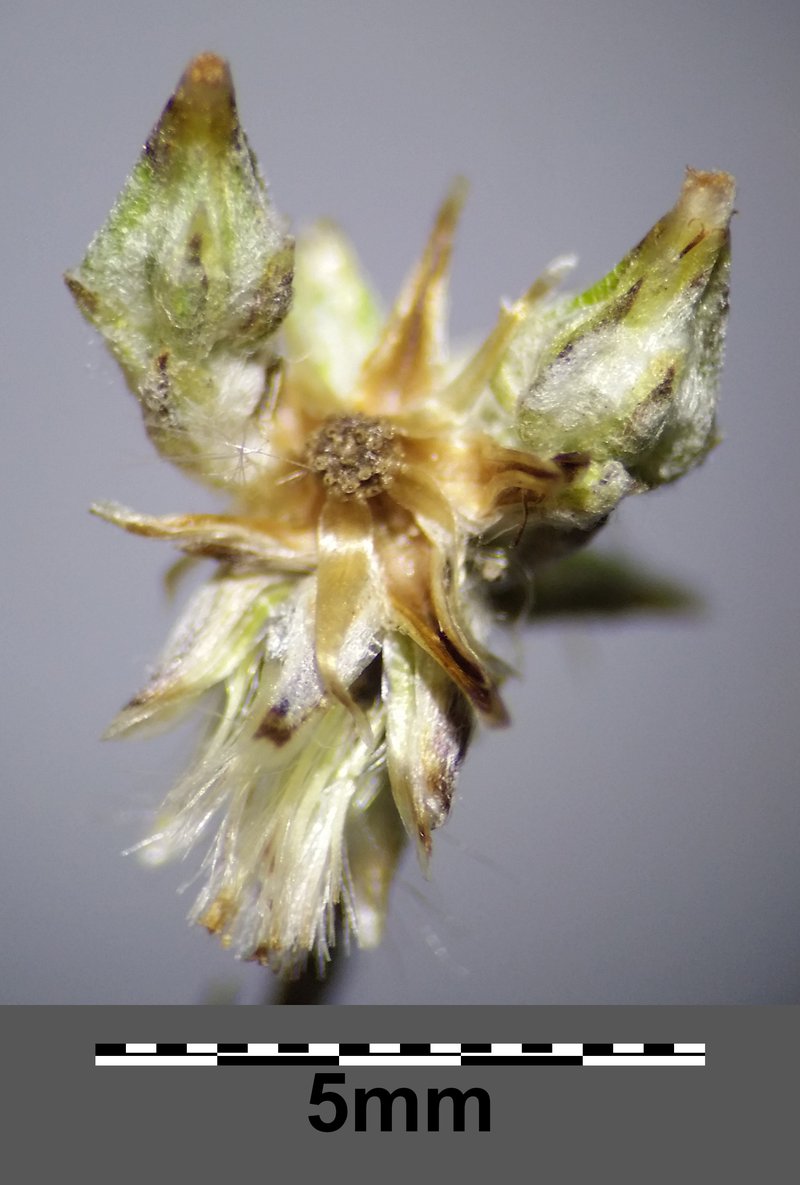 Little Cottonrose photo 4