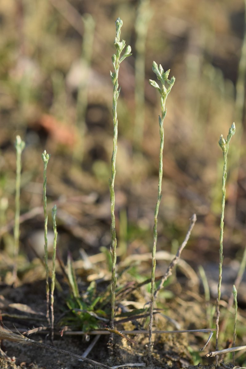 Little Cottonrose photo 5