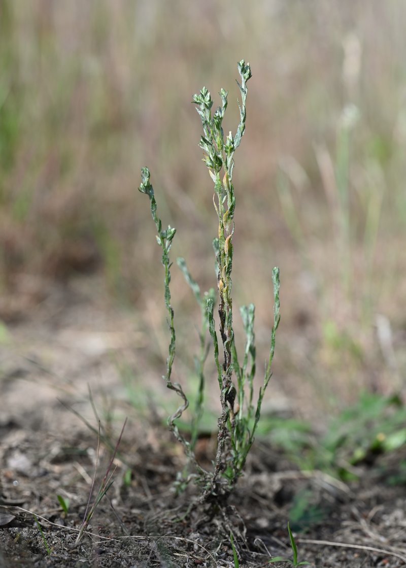 Little Cottonrose photo 6